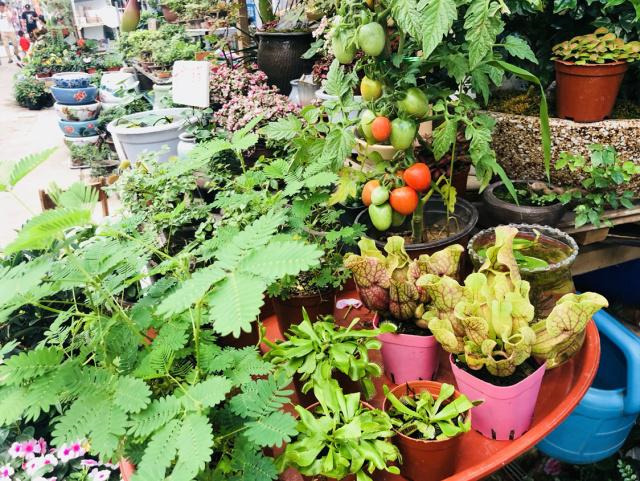 蘇州花鳥市場有哪些，蘇州花鳥市場哪個好(圖2)