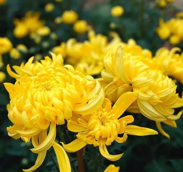 菊花怎么畫,國畫寫意菊花畫法 菊花怎么畫,國畫寫意菊花畫法