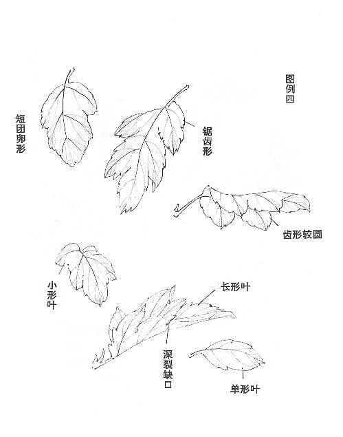 菊花怎么畫,國畫寫意菊花畫法