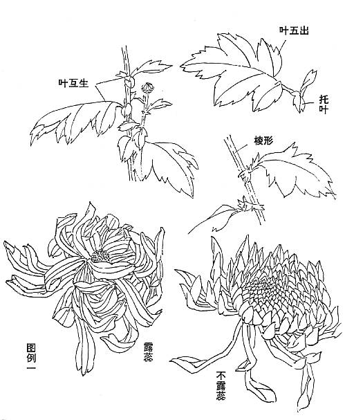 菊花怎么畫,國畫寫意菊花畫法