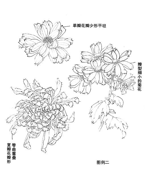 菊花怎么畫,國畫寫意菊花畫法