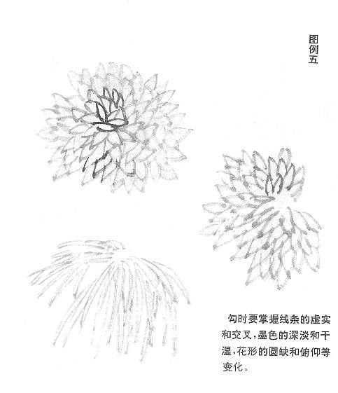 菊花怎么畫,國畫寫意菊花畫法