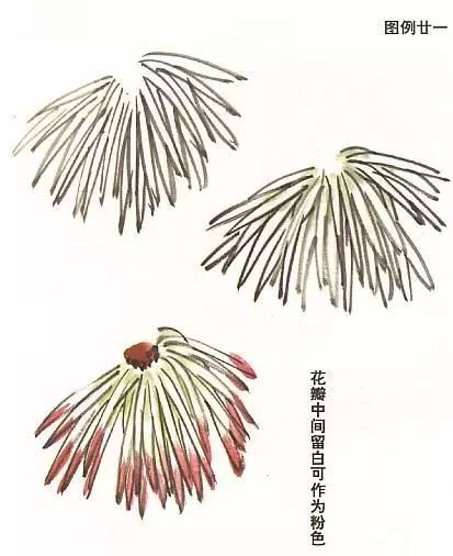 菊花怎么畫,國畫寫意菊花畫法