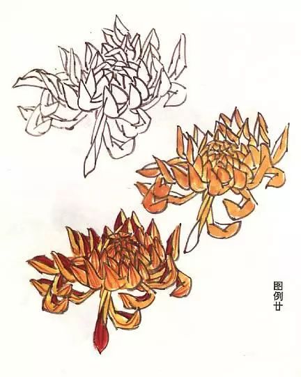 菊花怎么畫,國畫寫意菊花畫法