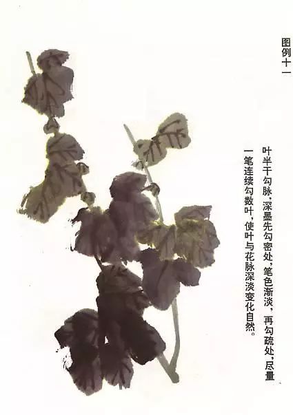 菊花怎么畫,國畫寫意菊花畫法